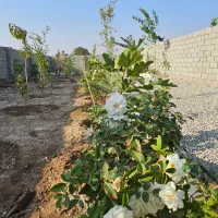 باغچه نقلی زیبا چهار دیواری ۲۰۰متر|فروش زمین و ملک کلنگی|تهران, یافت آباد جنوبی|دیوار