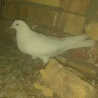 یک جفت کبوتر تهرانی ۲۰۰تومان