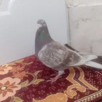 30000000