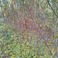 نهال بادام پیوندی