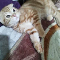 گربه اسکاتیش فولد گلد|گربه|بوشهر, |دیوار