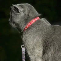 گردو ی خشکلمون اسکاتیش بلو ماده ۱ سالشه|گربه|اسلامشهر, شهرک مفیدی|دیوار