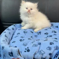 تخفیف ویژه گربه های اشرافی به‌خاطر روز زن واگذاری