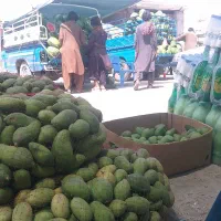 انبه تازه ب بازار اومد