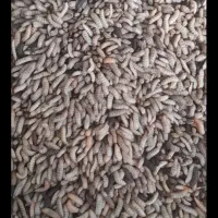 لارو زنده برای مرغ وجوجه