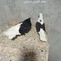 کفتر بحرنی بالغ|پرنده|میناب, |دیوار