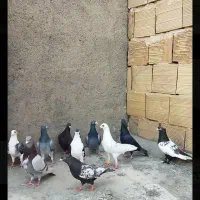 کفتر کبوتر صید یکجا