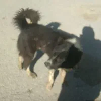 سگ گمشده