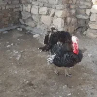یک عددبوقلمون نر و یک عدد ماده