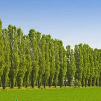 تولید نهال صنوبر|خدمات باغبانی و درختکاری|خانمیرزا, |دیوار