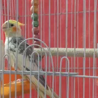 عروس هلندی نر سخنگو