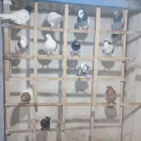 دسته 40تای رنگی کفتر بوم جفتی و پرشی