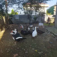 اوردک خارجی  مرغ و خروس تخم گذار