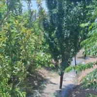 باغچه چهار دیواری سرسبز 278متری