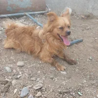 سگ پامرین شیتزو