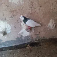 طوقی نر ماده مفت