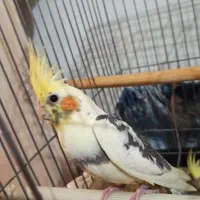عروس هلندی پنج ماهه