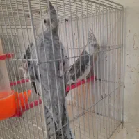 جفت عروس هلندی وایت فیس وایزابلا فروشی