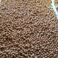 گردو دماوند