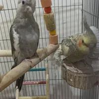 تابلو عروس هلندی