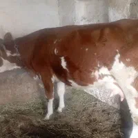 گاو سمینتال با گوساله نر