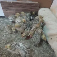 بلدرچین|حیوانات مزرعه|خسروشاه, |دیوار