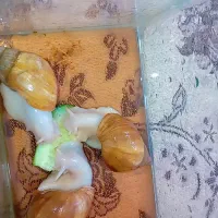 فروش حلزون سالم و کاربردی (زینتی، پرورشی و پوستی)|آرایشی، بهداشتی، درمانی|مشهد, رسالت|دیوار