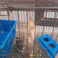 فروش عروس هلندی دو عدد با قفس ۱۵۰۰