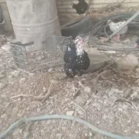 تخم مرغ گلین|حیوانات مزرعه|دزفول, |دیوار