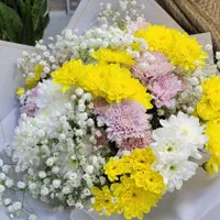 داوودی بسته ای ۱۰۰ تومن|گل و گیاه طبیعی|شیراز, خلدبرین|دیوار