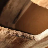 لونه پرنده چوب طبیعی