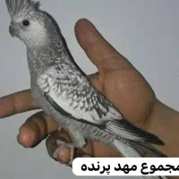 مهد پرنده|پرنده|رامهرمز, |دیوار