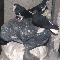 کبوتر فروشی