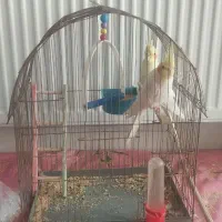 یک جفت نروماده عروس هلندی که هذردونیمه اهلی هستن