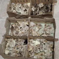 جوجه بوقلمون بیوتی ۶ بیست روزه و۳۰ روز|حیوانات مزرعه|مشهد, عیدگاه|دیوار