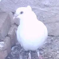 کبوتر دم سیاه