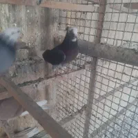 کفتر|پرنده|تهران, دبستان|دیوار