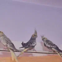 بالغ