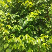 کارگر جهت ابیاری فضای سبر