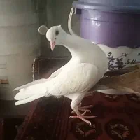 پرنده