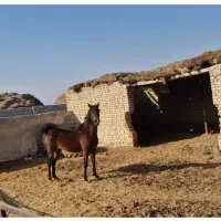 مادیون و اسب