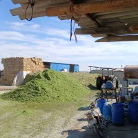 کارگر گاوداری