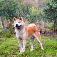 فروش آکیتا ژاپنی