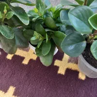 گل های آپارتمانی|گل و گیاه طبیعی|سیاهکل, |دیوار