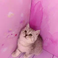 شهر گربه های پشمالو (پرشین بریتیش اسکاتیش)|گربه|اهواز, کیانپارس |دیوار