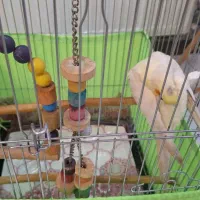 عروس هلندی|پرنده|تهران, هاشمی|دیوار