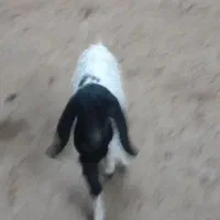 بزغاله نر|حیوانات مزرعه|مشهد, شهید قربانی|دیوار