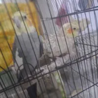 فروش عروس هلندی