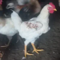 خروس محلی بزرگ|حیوانات مزرعه|رضوانشهر, |دیوار