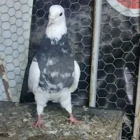 طوقی|پرنده|سرپل ذهاب, |دیوار